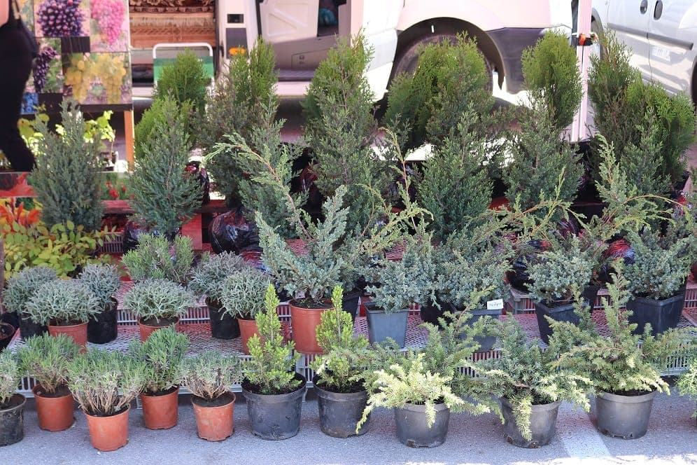trees